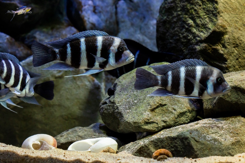 Cyphotilapia gibberosa 'Kapampa'